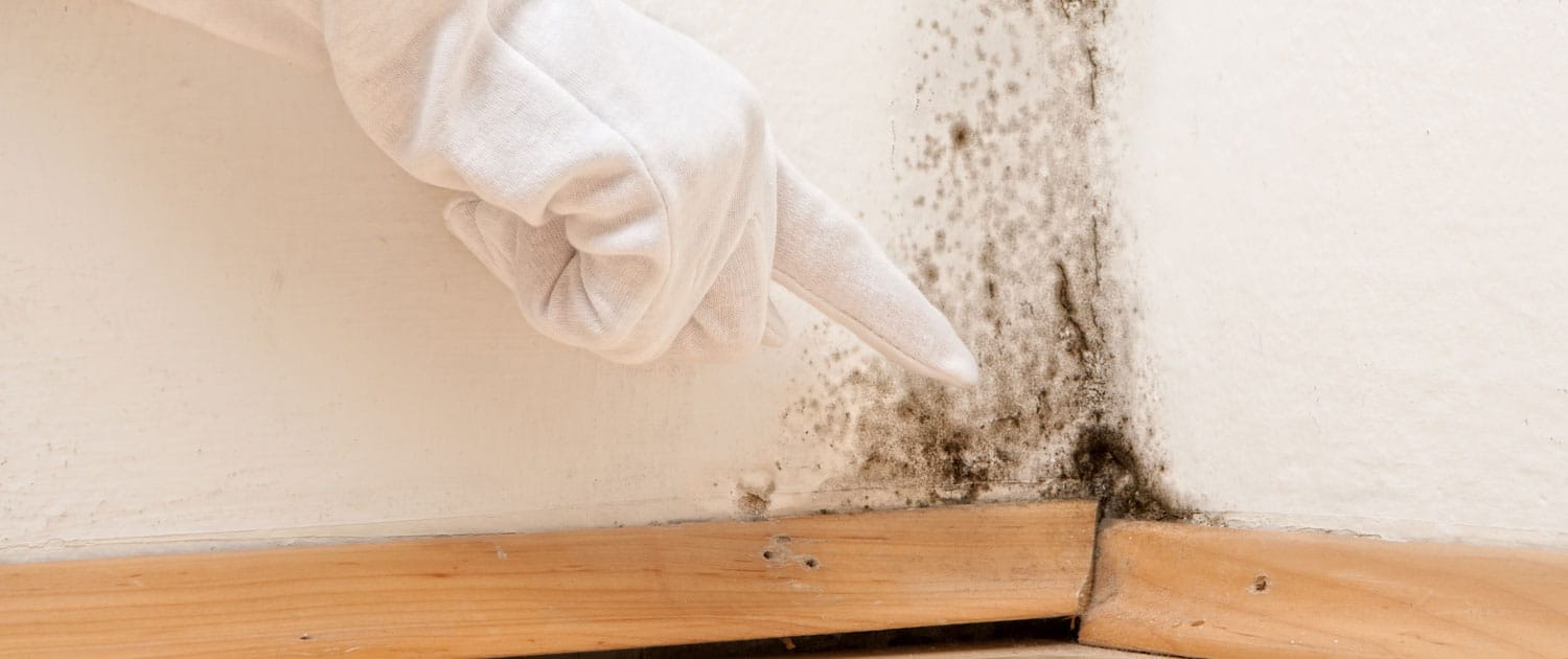 Cómo eliminar los hongos de las paredes y techos?